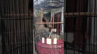 Download lagu Murai batu Nias raja muda hutan , vokal dahsyat mp3