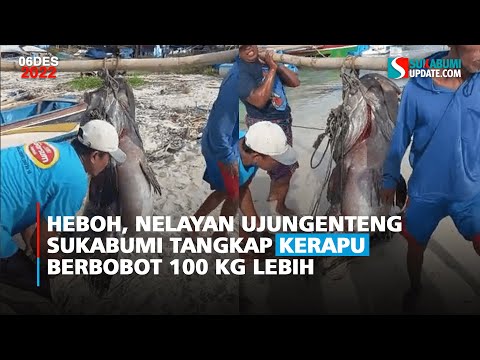Heboh, Nelayan Ujungenteng Sukabumi Tangkap Kerapu Berbobot 100 Kg Lebih