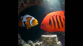 Reef Royalty Gets Roasted 🐠👑🔥 #nemo #disney #animation #clownfish