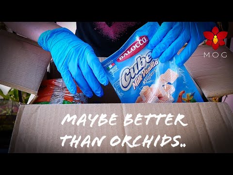 Mail Time! - Orchids and goodies from you!