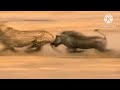 AMAZING CHEETAH CHASE COMPILATION