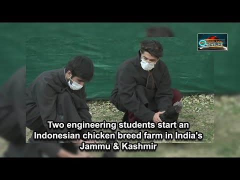 Two engineering students start an Indonesian chicken breed farm in India's Jammu & Kashmir