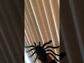 Spider Prank