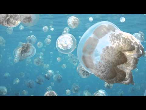 download lagu mp3 mp4 Medusa Animal Curiosidades, download lagu Medusa Animal Curiosidades gratis, unduh video klip Medusa Animal Curiosidades