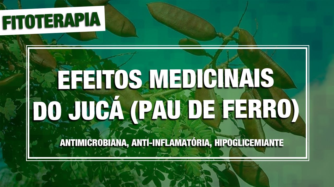 JUCÁ - EFEITOS MEDICINAIS - ANTIMICROBIANO, ANTI-INFLAMATÓRIO E HIPOGLICEMIANTE