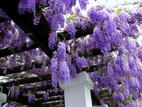 , title : 'Planting Wisteria how to grow.'