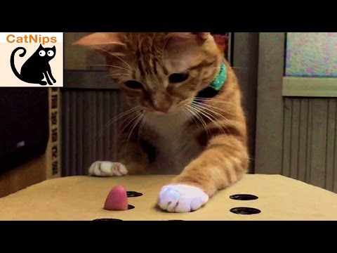 Funny Cat Plays Whack-A-Mole With Fingers | CatNips