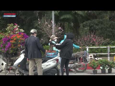 Thị trường hoa, cây cảnh trầm lắng dịp tết