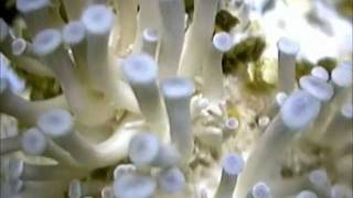 Mushroom - originally by Can - new version by Language Of Light