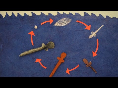 Eel Life Cycle! – Bristol Fish Project