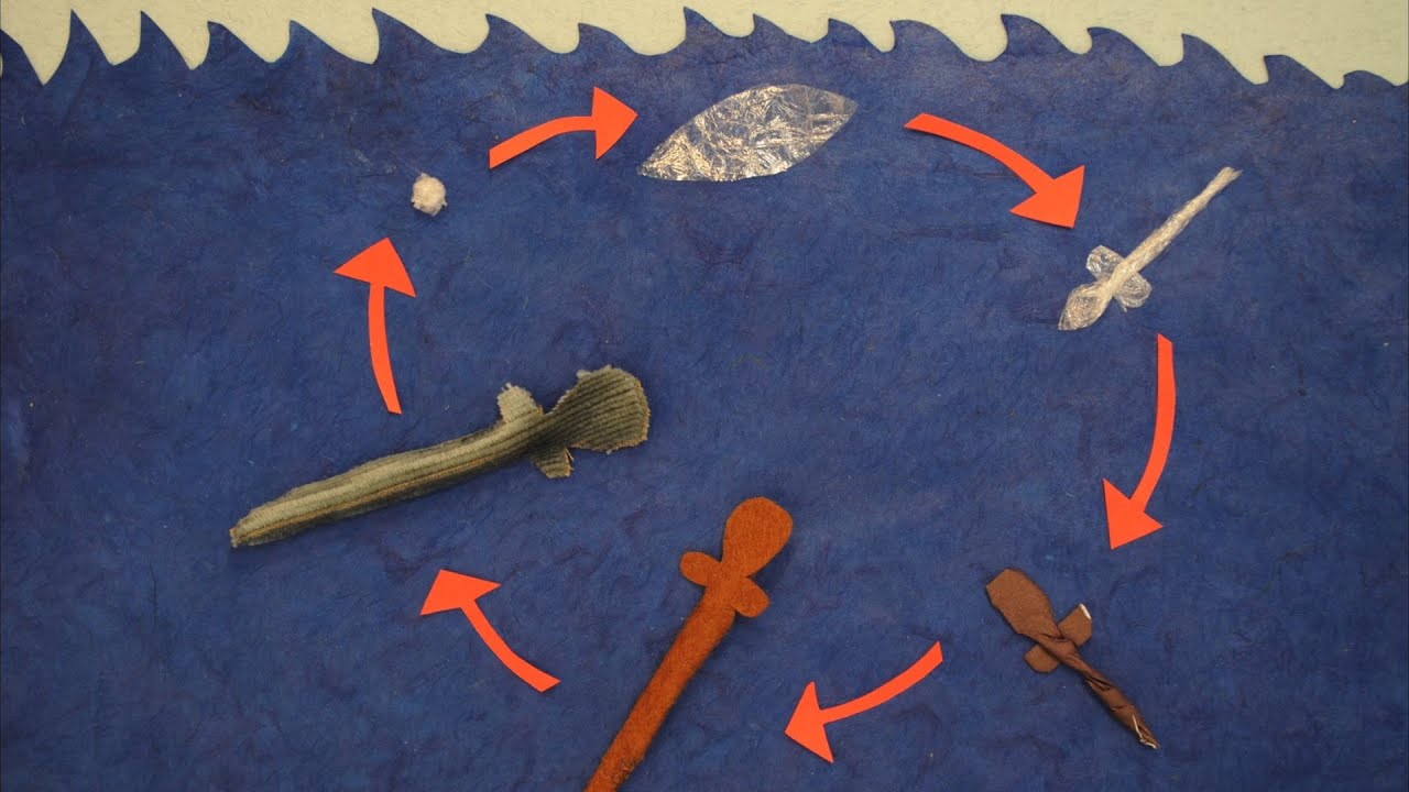 The Amazing Life Cycle of the European Eel