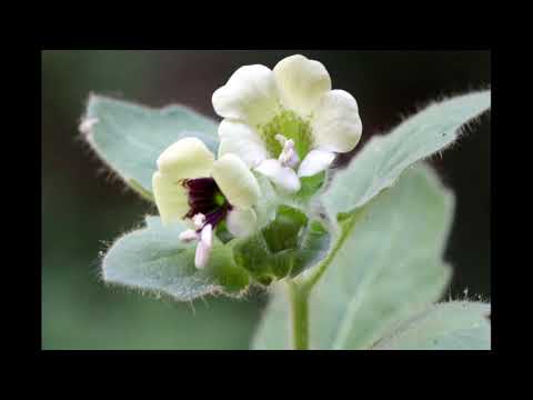 06.5-6-Hexenmedizin - Bilsenkraut, das eigentliche Pharmakon der Hexen - Akonit als Heilmittel