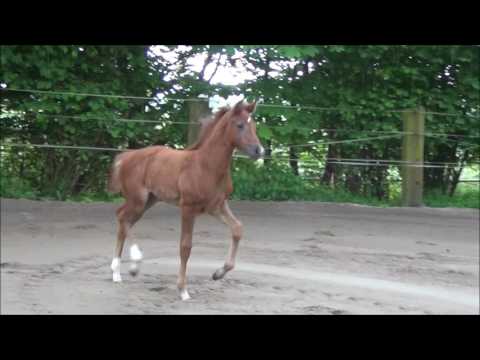 *2017 Stutfohlen von Hickstead White - Scendix  *not for sale*