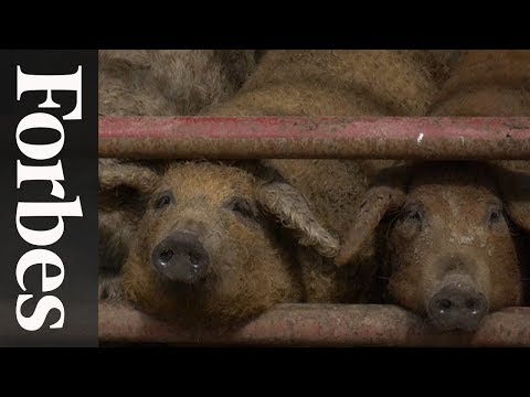 Mangalitsa: The Kobe Beef of Pork | Forbes