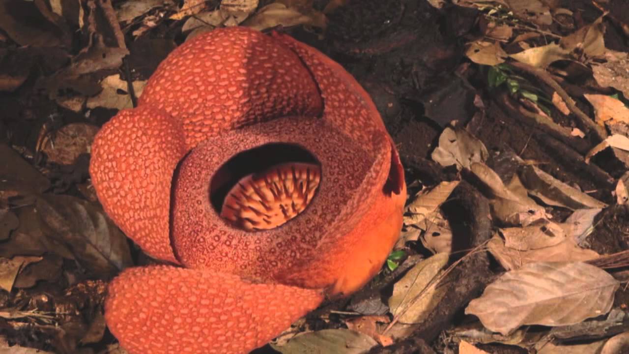 Rafflesia flower opening thumnail