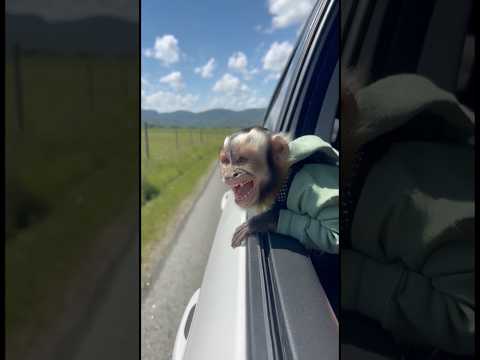 Mira lo que vio mi mono 😱#funny #viral #monkey #comedy