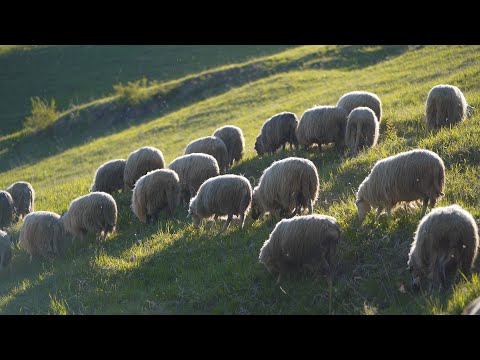 O zi la stâna Mănăstirii Sihăstria – Cum se prepară cașul de oaie