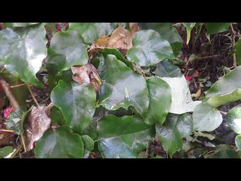 Faery houses? Gnomes?