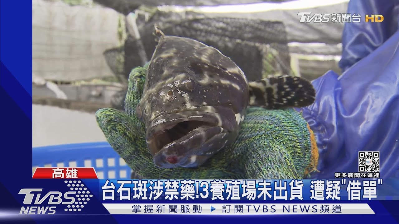 石斑魚涉禁藥!3養殖場未出貨 遭疑「借單」