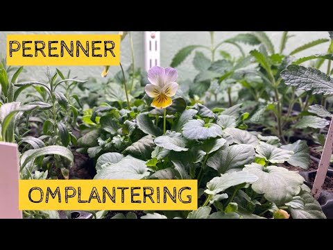 Omplantering av tidigt sådda PERENNER från pluggbrätte till kruka