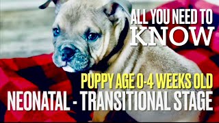 Stages of Development Pt. 1 | 0-4 Weeks Old Neonatal to Transitional Period | Puppies Dogs ABKC