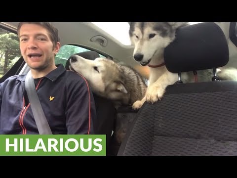 YouTube video about: Can unneutered dogs go to daycare?