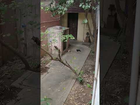 Kitten trying to revive the dead majestic koel.