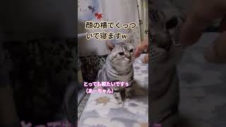 #猫#cat #猫のいる暮らし
