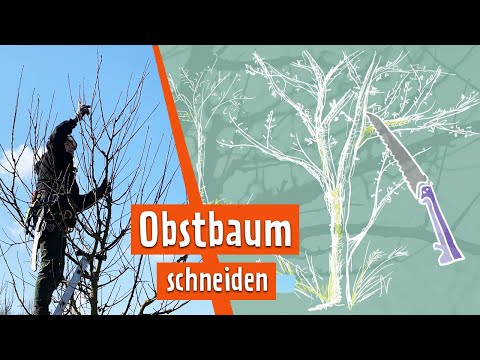 Pruning fruit trees correctly - this is how fruit tree pruning works | MDR Garden