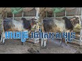 អាពេជ្រ ចៅសេះសមុទ្រ គោបាពូកែលោតមេ និងមានរូបរាងខ្ពស់ស្រឡះ