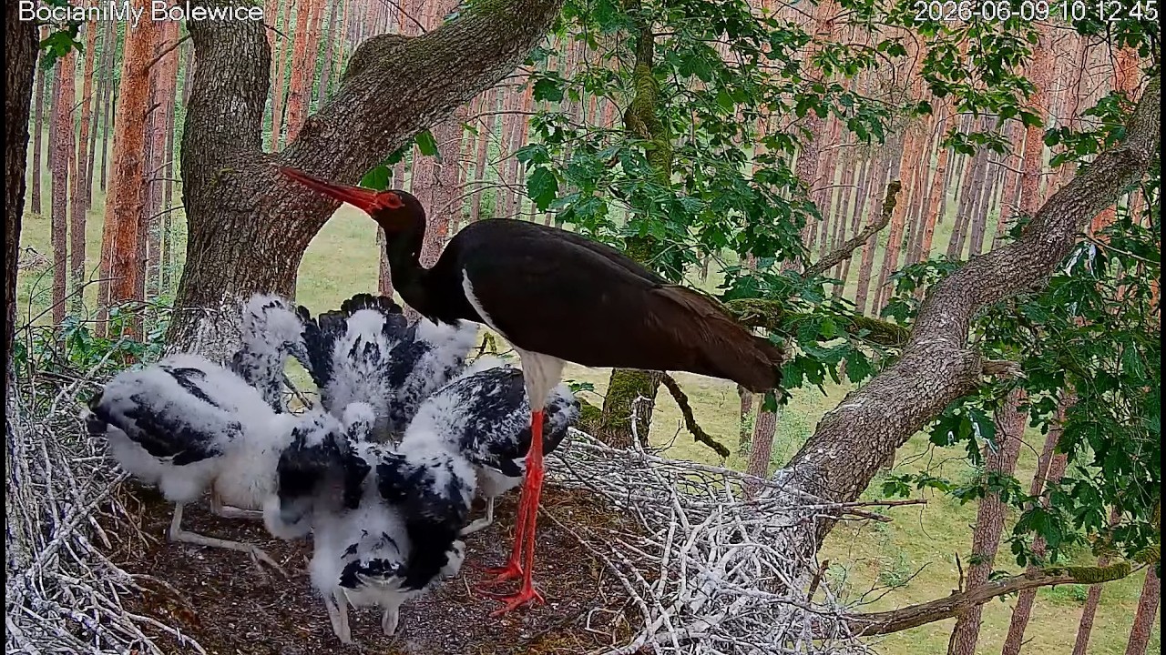 Live webcam view of Black Stork Nest in Bolewice