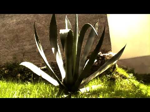 FUNUNCAN - Lorelei (The Pogues)