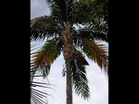 Peregoyo y Su Combo Vacaná - La Palma De Chontaduro (Abozao Pacífico Colombiano) ORIGINAL