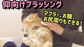 ベタ慣れうさぎのブラッシング&グルーミング【brushing/grooming】