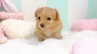 ハーフ犬の動画01