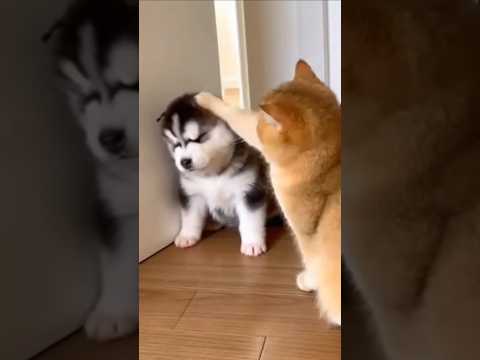 Golden British Shorthair Smacks Baby Husky Until Mama Walks In 😂🐶🐱