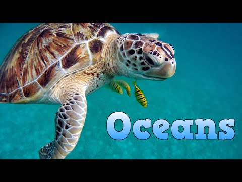 Oceans for Kids | Learn about Oceans | Educational Video for Children