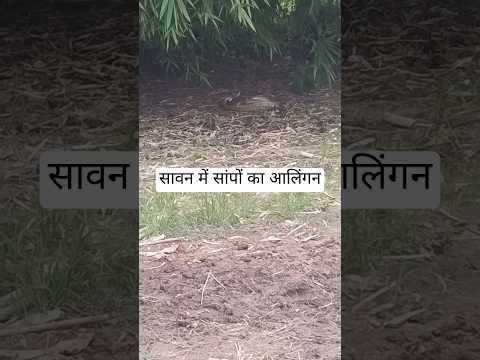 #avaneesh #trending #video #viralvideo #sawan