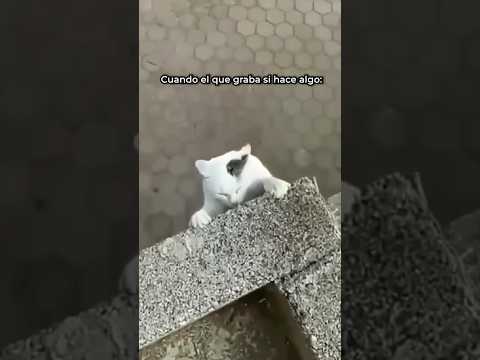Gato Se Salva De Una Caída Letal #shorts #memes #cat #meow #funny #humor #catshorts #catvideos