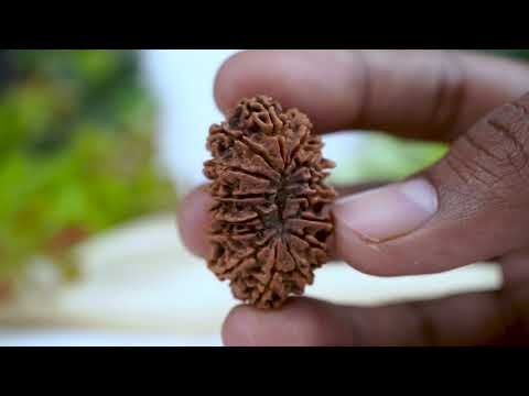 Rudraksha Product Image