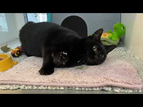 Selena 573776 with catnip