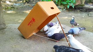 Best Cardboard Bird Trap | How to Trap Pigeon Easy At Your Home