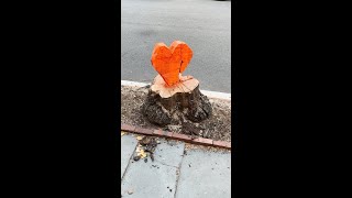 A heart growing out of a tree stump