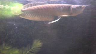 preview picture of video 'Small beautifull arowana fish'