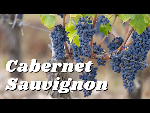Understand CABERNET SAUVIGNON in 5 Minutes