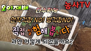연작장해 , 연작피해 줄여보고자 실험해 봅니다.  시설오이재배,상자농법, 스티로폼농법, 오이농사짓기, 농사짓…