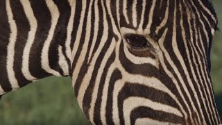 Why Are Zebras Black and White? | Wild Lands: South Africa | BBC Earth