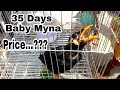 35 Days Old Baby Myna Price | A Cute Baby Myna