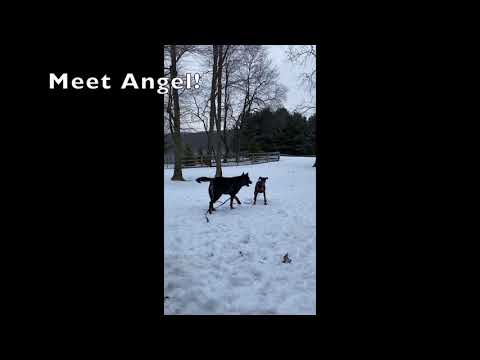 Angel, an adopted Doberman Pinscher in Arlington, VA_image-1