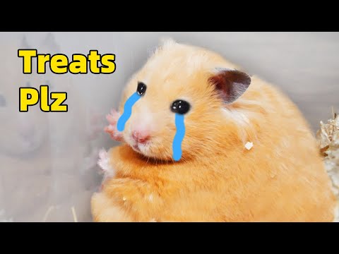 My Hamster is too Fat?!